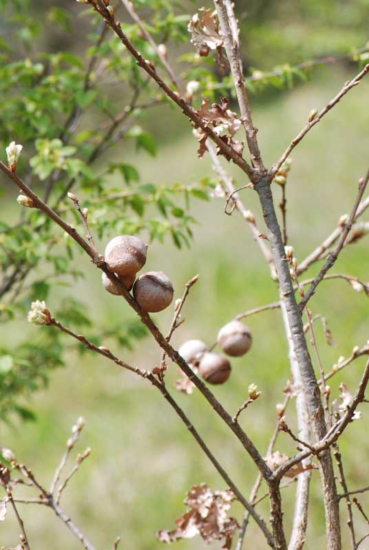 Galla su rovere Andricus quercus-tozae (Cynipidae)